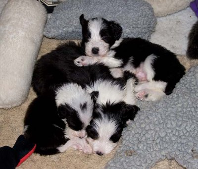 DMPups7836.jpg
