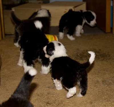 DMPups7842.jpg