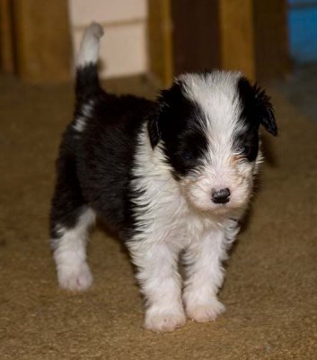 DMPups7844.jpg