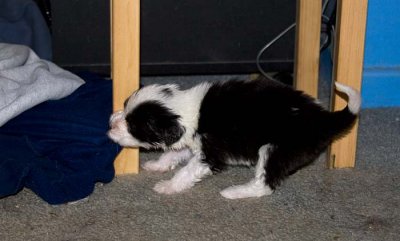 DMPups7849.jpg