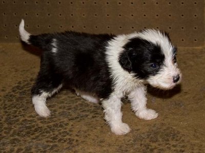 DMPups7857.jpg