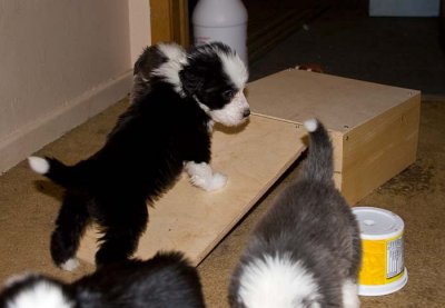DMPups7859.jpg