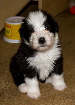 DMPups7860.jpg