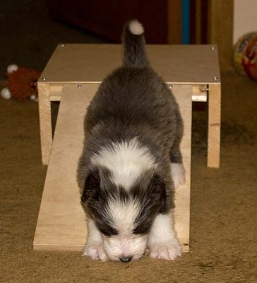 DMPups7864.jpg
