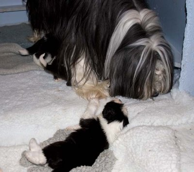 DMPups7868.jpg