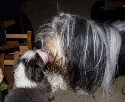 DMPups7875.jpg
