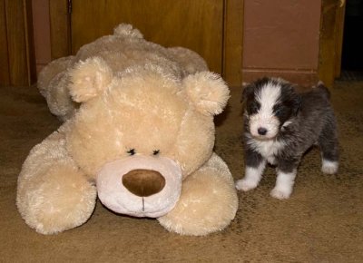 DMPups7877.jpg