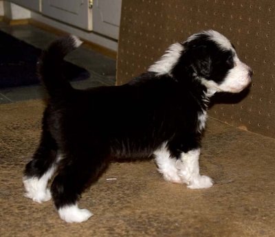 DMPups7882.jpg