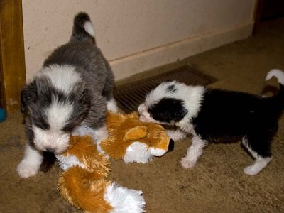 DMPups7884.jpg