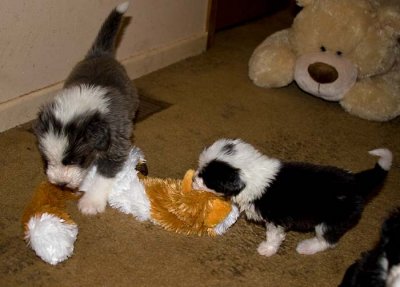 DMPups7885.jpg