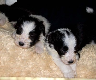 DMPups7887.jpg