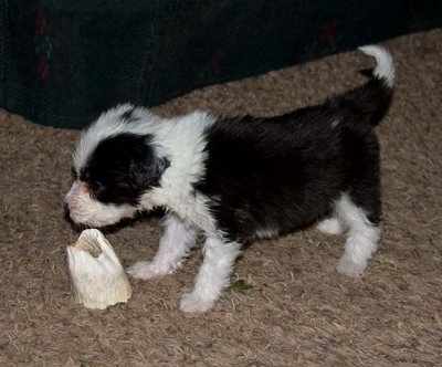 DMPups7889.jpg