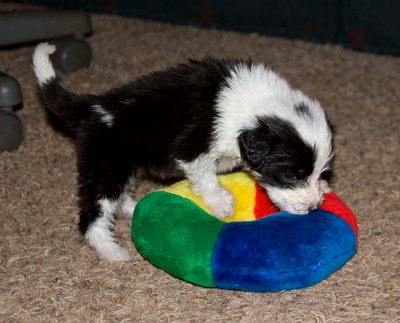 DMPups7890.jpg
