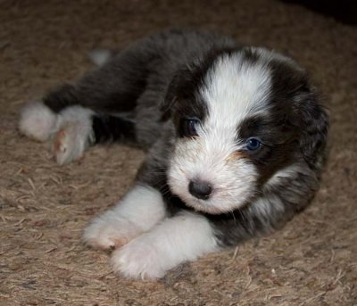DMPups7904.jpg