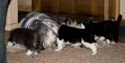 DMPups7914.jpg