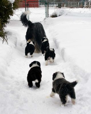 DMPups7932.jpg