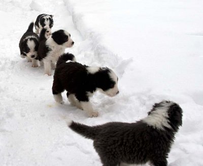 DMPups7933.jpg