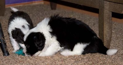 DMPups7936.jpg