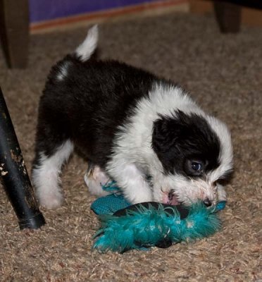 DMPups7937.jpg