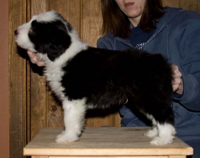 Danni x Merlin Litter - Stacked photos at 6 weeks