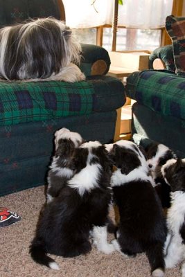 DMPups8230.jpg