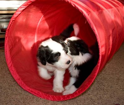 DMPups8232.jpg