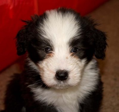 DMPups8235.jpg