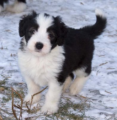 DMPups8239.jpg
