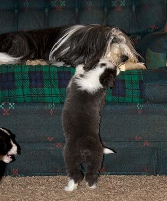 DMPups8258.jpg