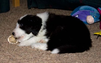 DMPups8274.jpg