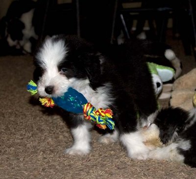 DMPups8282.jpg