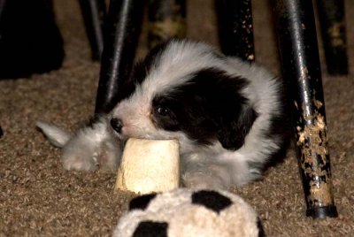 DMPups8283.jpg