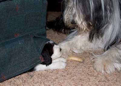 DMPups8286.jpg
