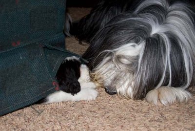 DMPups8288.jpg