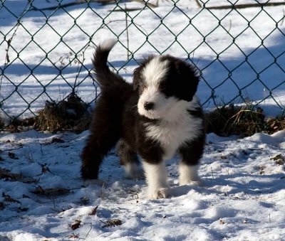 DMPups8289.jpg