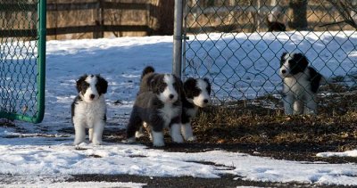 DMPups8294.jpg