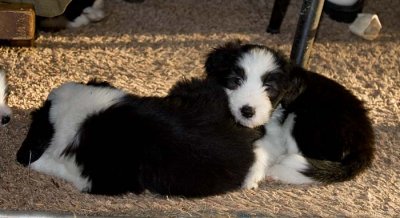DMPups8309.jpg