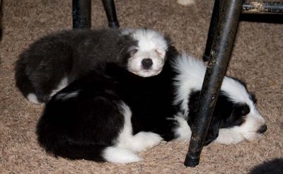 DMPups8313.jpg