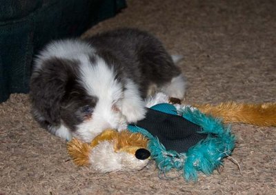 DMPups8316.jpg