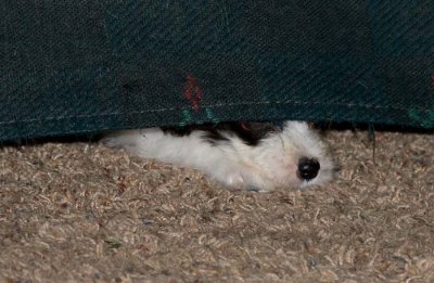 DMPups8318.jpg