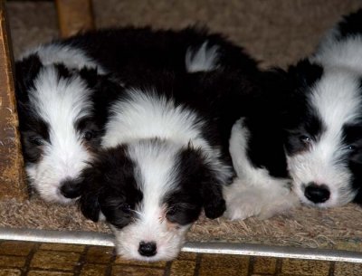 DMPups8320.jpg