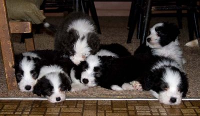 DMPups8322.jpg