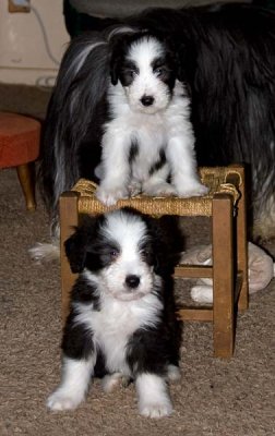 DMPups8324.jpg