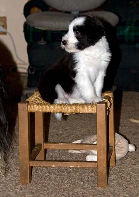 DMPups8326.jpg