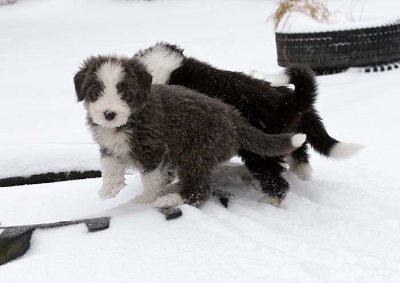 DMPups8329.jpg
