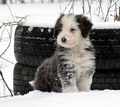 DMPups8330.jpg
