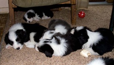 DMPups8331.jpg
