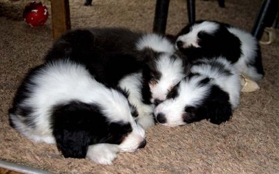 DMPups8332.jpg