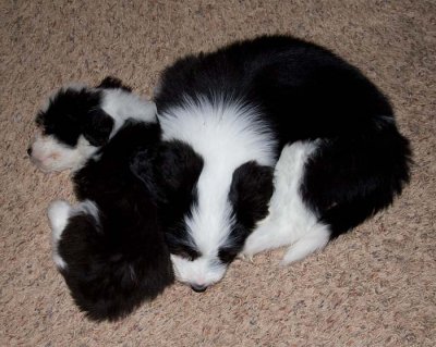 DMPups8565.jpg