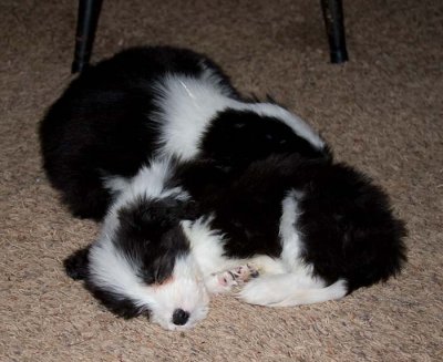 DMPups8566.jpg